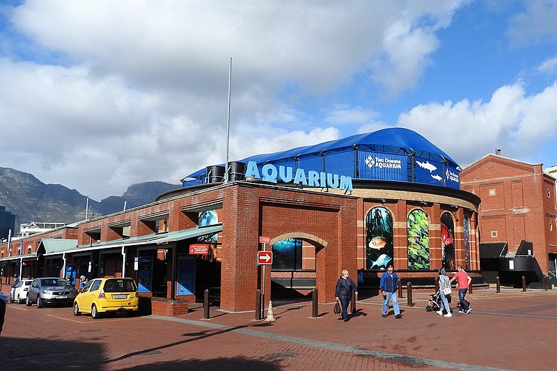 Hang Out With Sharks at Two Oceans Aquarium