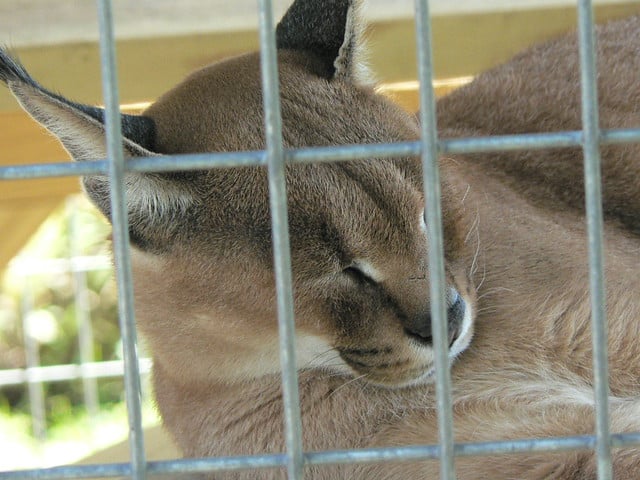 Alabama-Gulf-Coast-Zoo