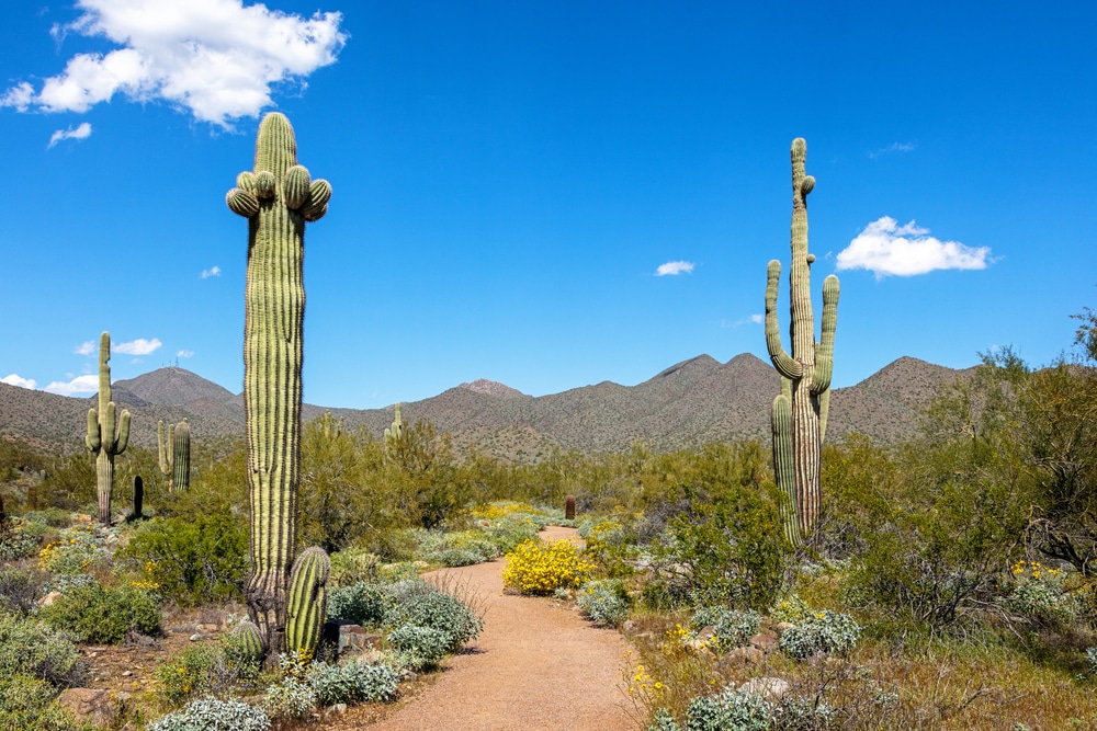 Explore McDowell Mountain Regional Park