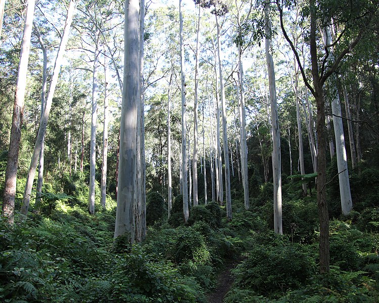Explore Sydney’s Bushwalking Tracks and Coastal Hikes