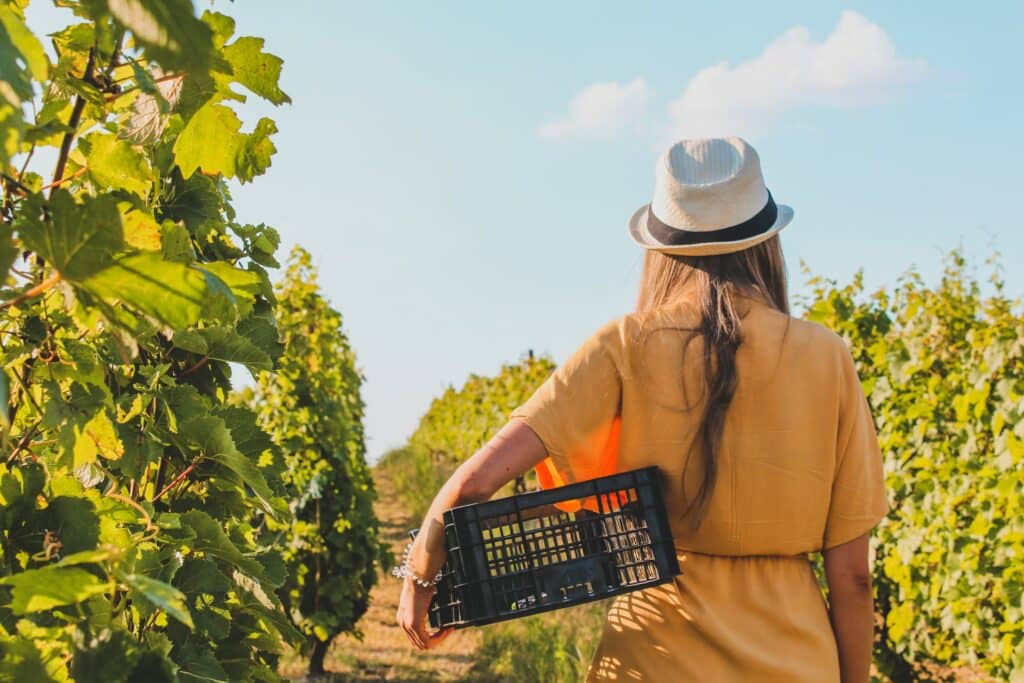 The Most Scenic Miami Wineries: Vineyard Vistas You Won't Forget