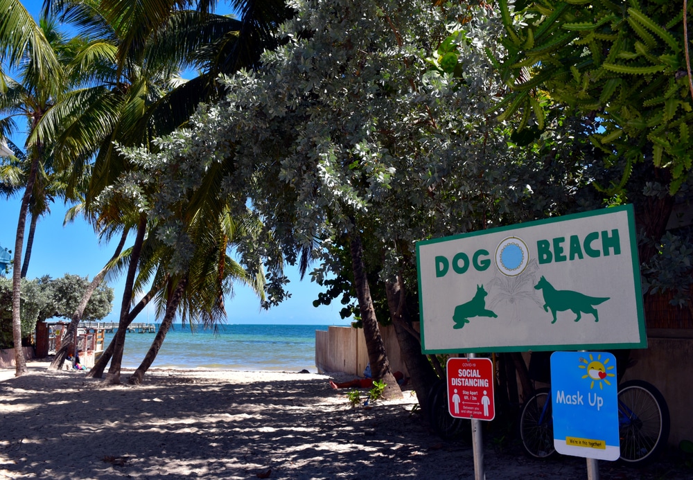Dog Beach