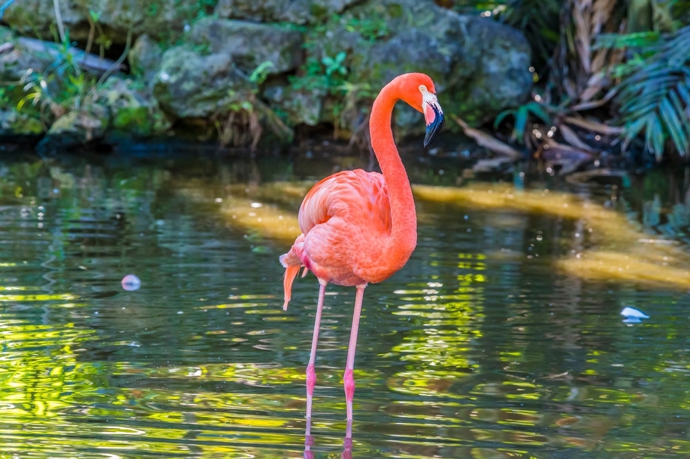 Flamingo Gardens and Wildlife Sanctuary