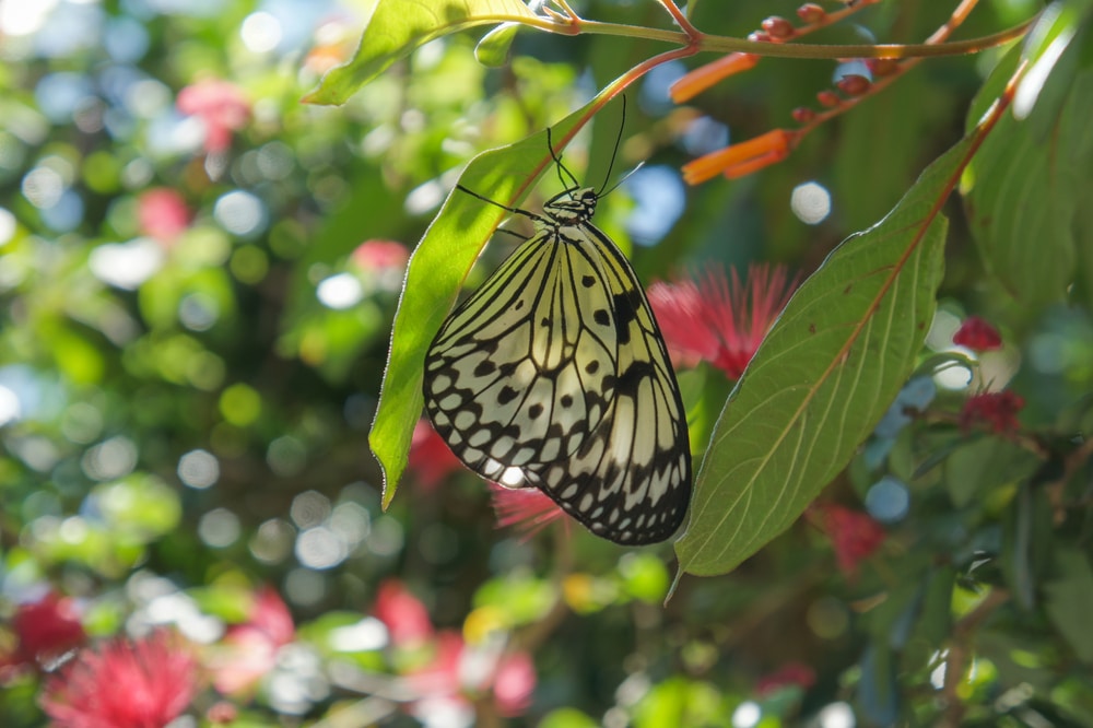 Lose Yourself in Nature at Butterfly World