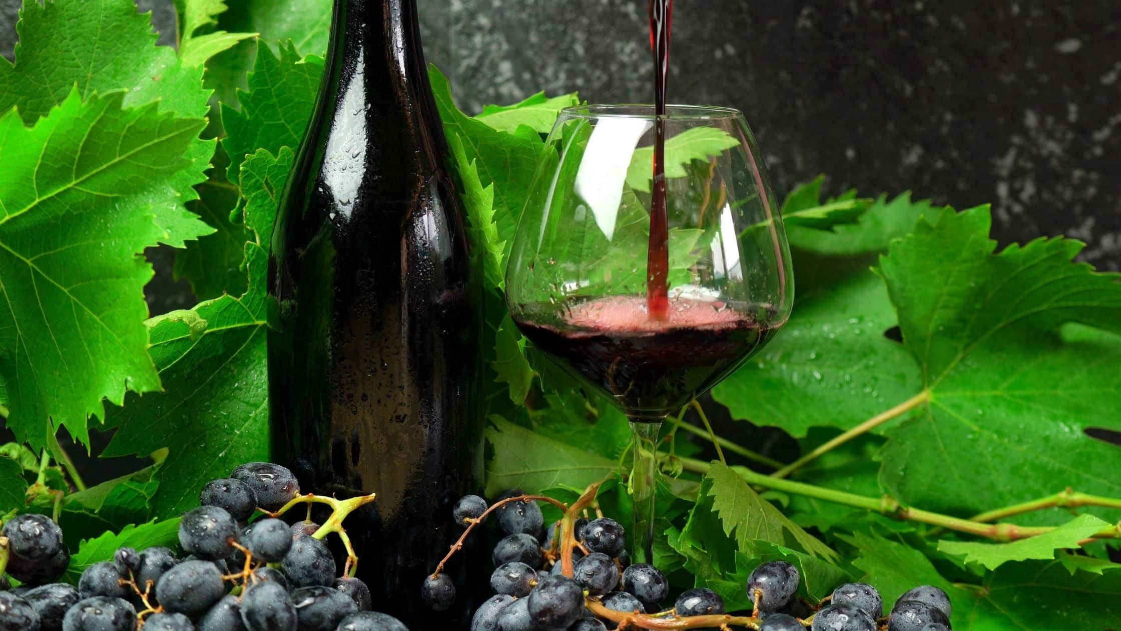 An image that illustrates what to expect in Adelaide’s top food and wine tours