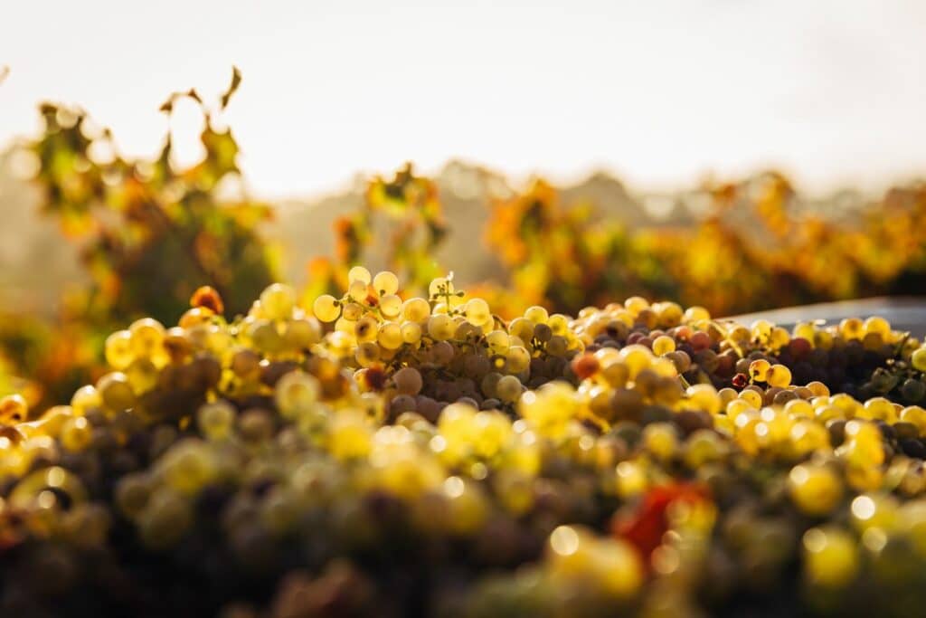 Freshly harvested grapes to be used for wine production in Perth, Western Australia.