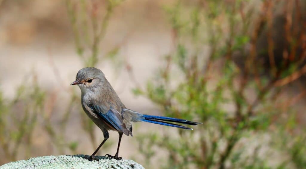 Bird watchers will love Yanchep National Park, one of the top day trips from Perth, as it offers opportunities to see various winged species such as this Splendid Fairy Wren