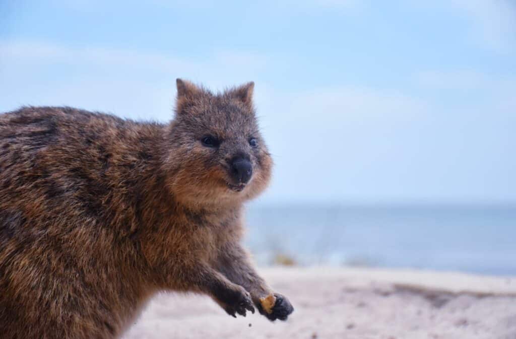 Rottnest Island is perhaps the best day trip from Perth for wildlife enthusiasts, as it houses diverse marine fauna and the lovably photogenic quokka.