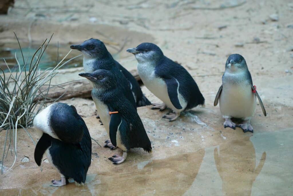 Little Penguins, sometimes called Fairy Penguins or Blue Penguins, can be seen and learned about at the Perth Zoo.