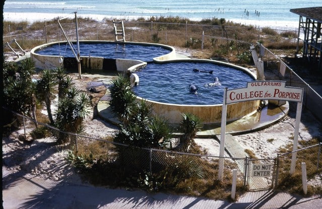  Discover Florida’s Marine Life at The Gulfarium Marine Adventure Park