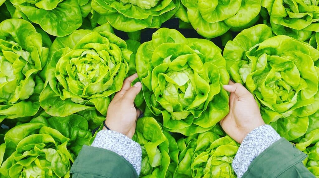 The beauty of farm-to-table is in its sustainability, and this is the practice at Perth City Farm.