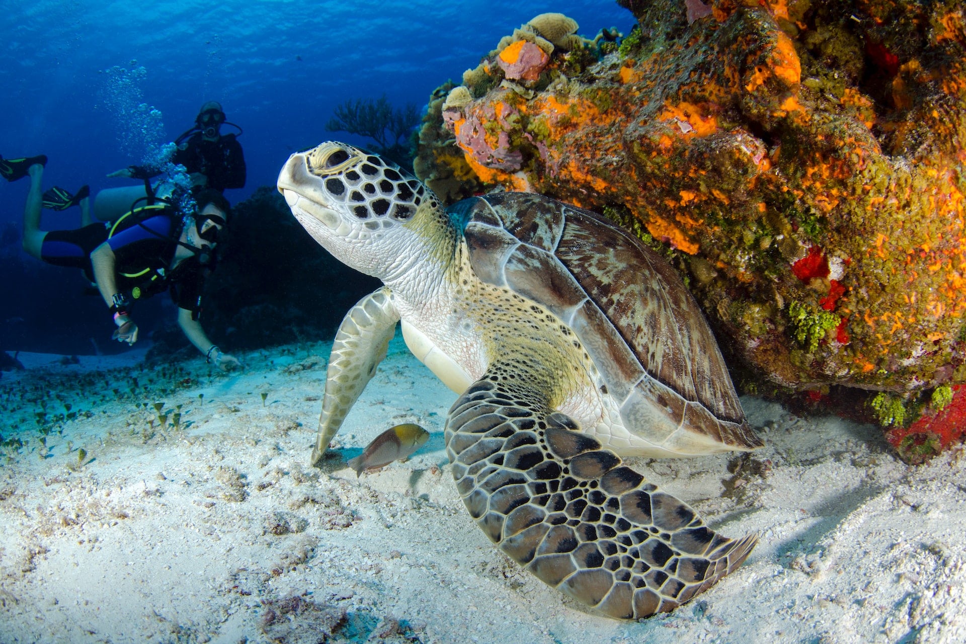 A sea turtle encounter during Providenciales snorkeling tours
