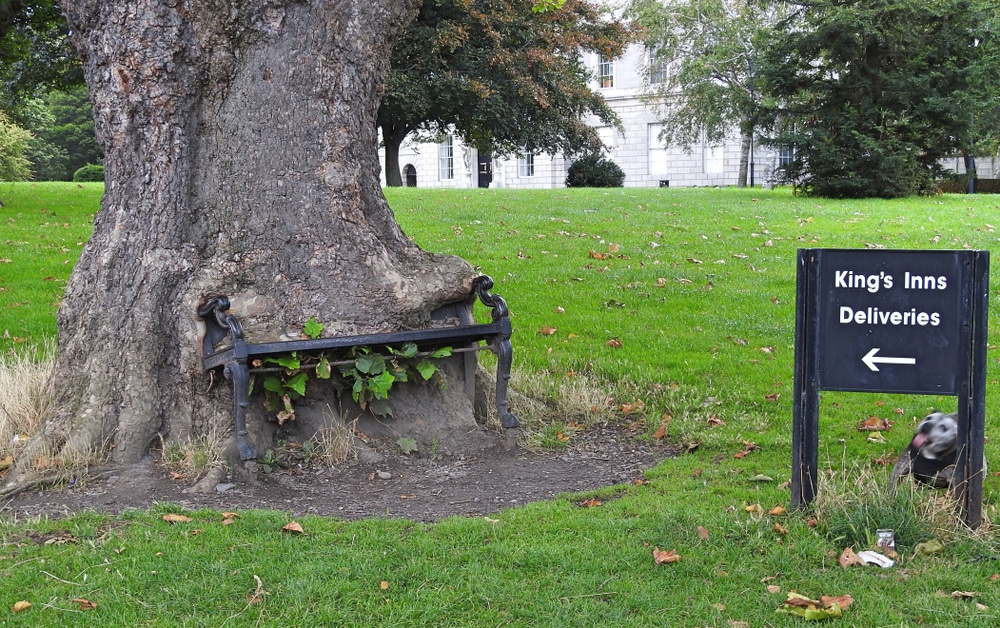 The Hungry Tree