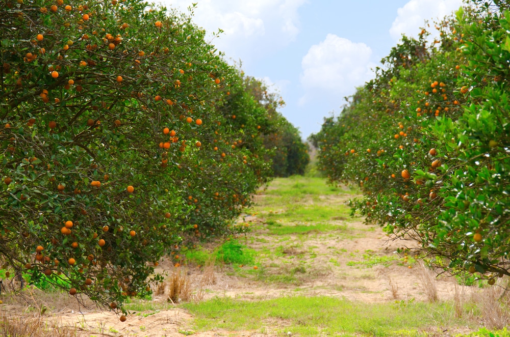 Sun Harvest Citrus