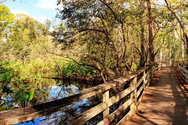 Go Birding in Audubon's Corkscrew Swamp Sanctuary
