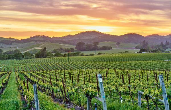 Take a Day Trip to a Winery