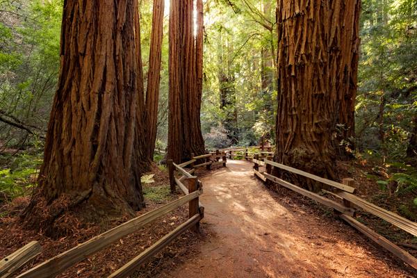Hike Among Towering Redwoods