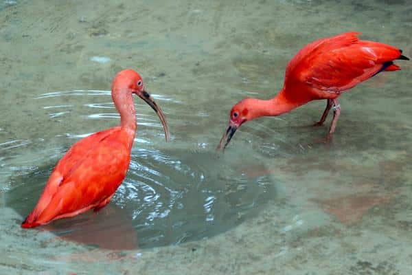 Umgeni River Bird Park